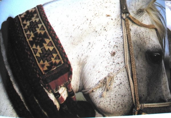 Click image for larger version

Name:	horse tack 005.jpg
Views:	178
Size:	68.2 KB
ID:	1279